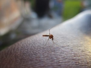Sivrisineklere Karşı Doğal Çözümler (10 Madde)