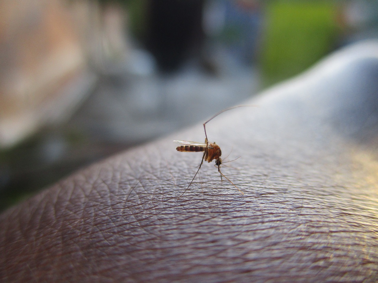 Sivrisineklere Karşı Doğal Çözümler