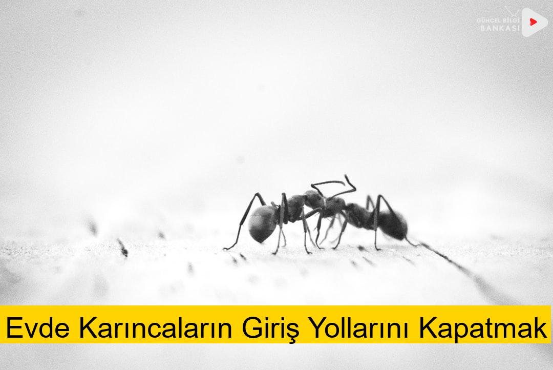 Evde Karıncaların Giriş Yollarını Kapatmak