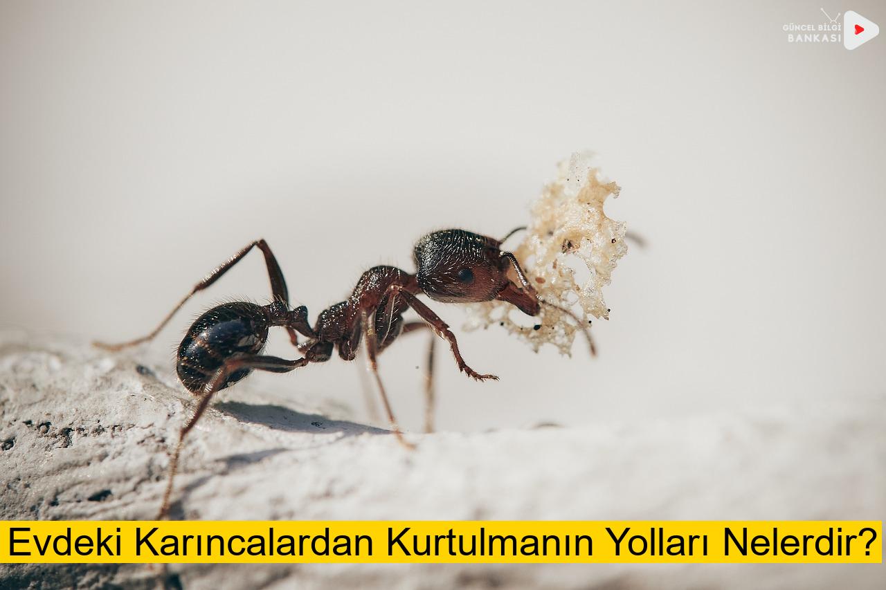 Evdeki Karıncalardan Kurtulmanın Yolları Nelerdir?