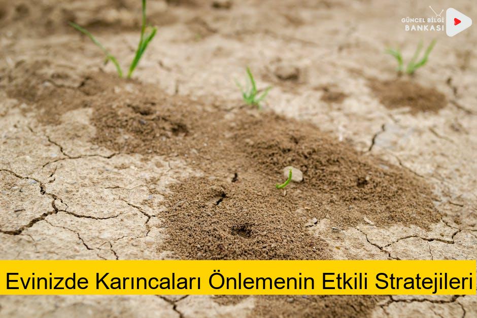 Evinizde Karıncaları Önlemenin Etkili Stratejileri