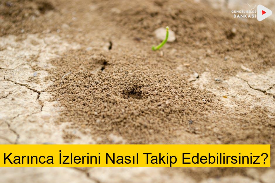 Karınca İzlerini Nasıl Takip Edebilirsiniz?