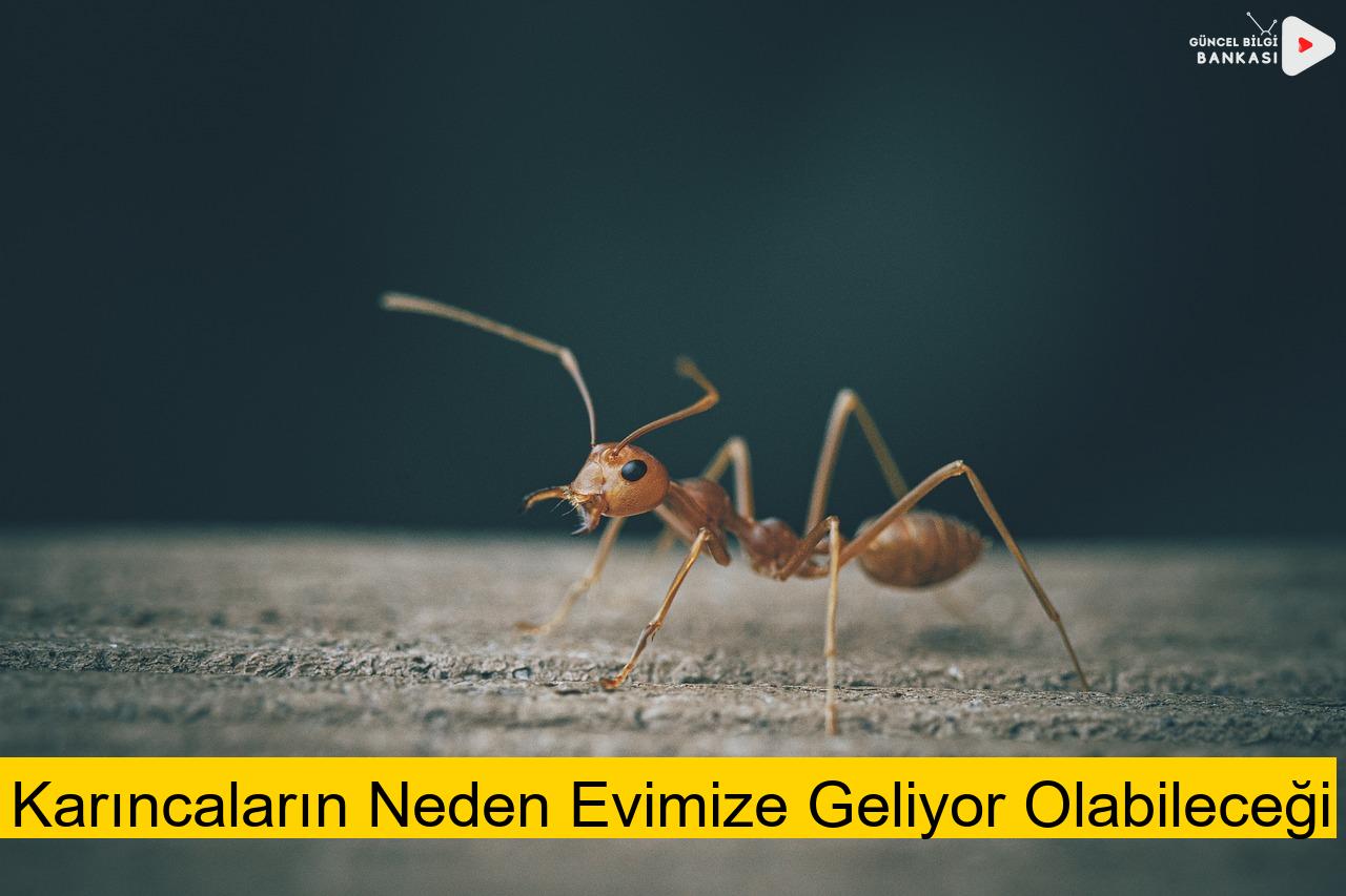 Karıncaların Neden Evimize Geliyor Olabileceği