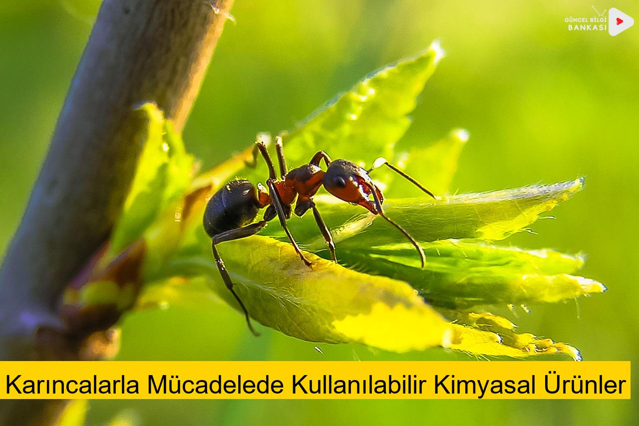 Karıncalarla Mücadelede Kullanılabilir Kimyasal Ürünler