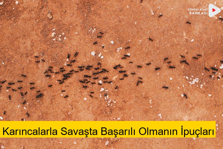 Karıncalarla Savaşta Başarılı Olmanın İpuçları